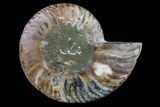 Cut & Polished Ammonite Fossil (Half) - Madagascar #158059-1